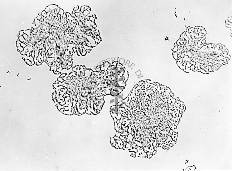 Mycobacterium sp. ceppo Chauviré