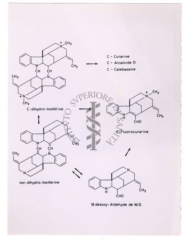 Formule di struttura di C-dihydro-toxiferine, nor-dihydro-toxiferine, C-Fluorocurarine e 18 desoxy-Aldehyde de W.G.