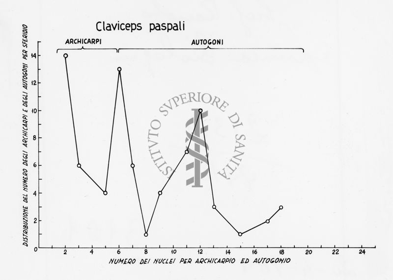 Claviceps paspali - asse delle ordinate: distribuzione del numero degli archicarpi e degli autogoni per sferidio; asse delle ascisse: numero dei nuclei per archicarpio ed autogonio