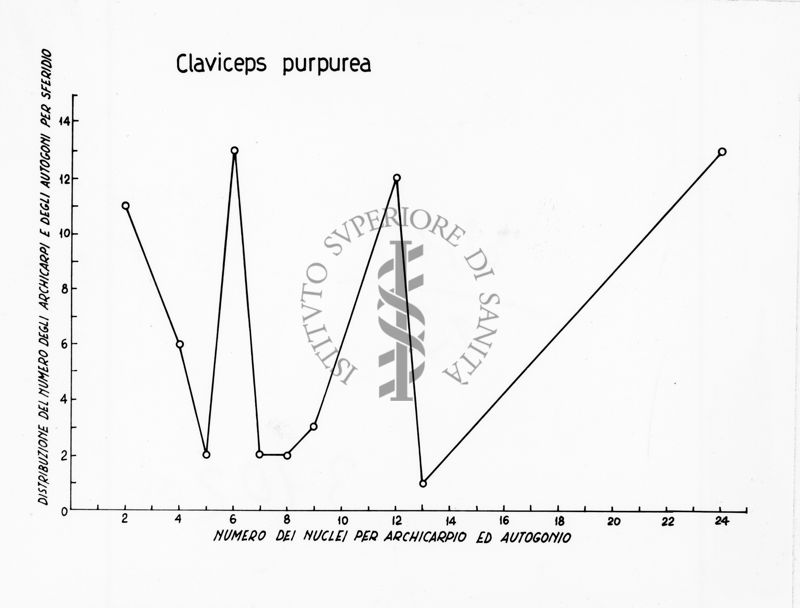 Claviceps purpurea - asse delle ordinate: distribuzione del numero degli archicarpi e degli autogoni per sferidio; asse delle ascisse: numero dei nuclei per archicarpio ed autogonio