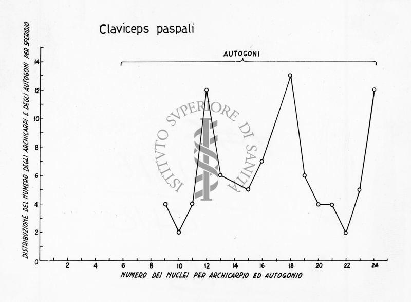 Claviceps paspali - asse delle ordinate: distribuzione del numero degli archicarpi e degli autogoni per sferidio; asse delle ascisse: numero dei nuclei per archicarpio ed autogonio