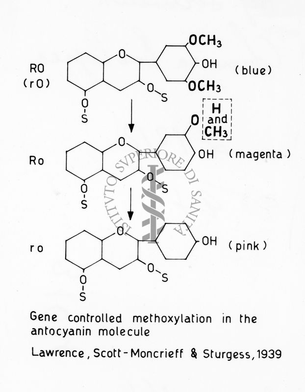 Gene controlled methoxylation in the antocyanin molecule (Lawrence, Scotto - Moncrieff & Sturgess, 1939)