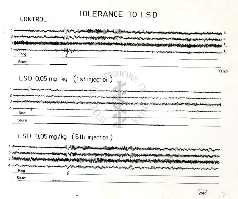 Tracciati EEG in animali dopo l'instaurarsi di tolleranza al trattamento col LSD (dietilamide dell'acido lisergico)