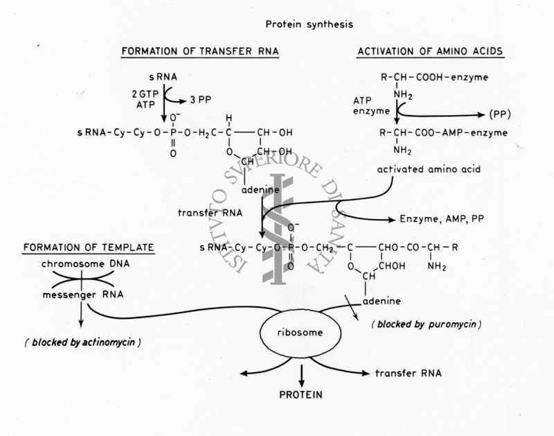 Protein Synthesis - formation of transfer RNA, activation of amino acids and formation of template