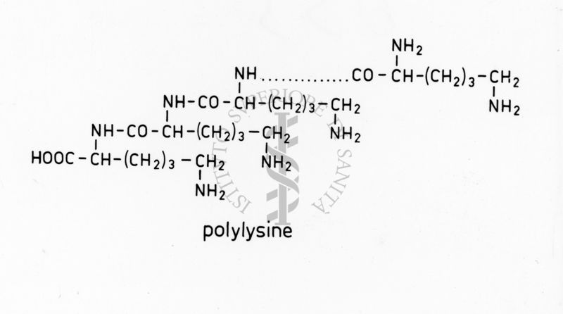 Formula di struttura della Polilisina