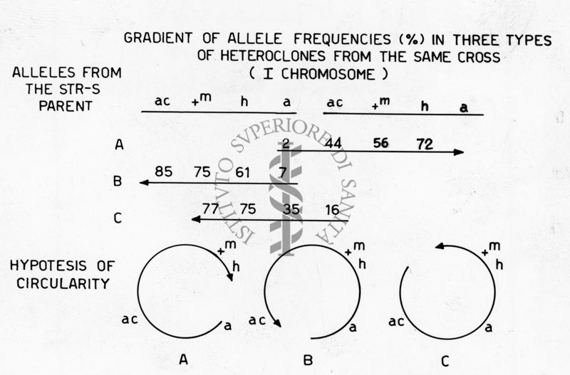 Gradient of allele frequencies (%) in three types of heteroclones from the same cross (I chromosome)