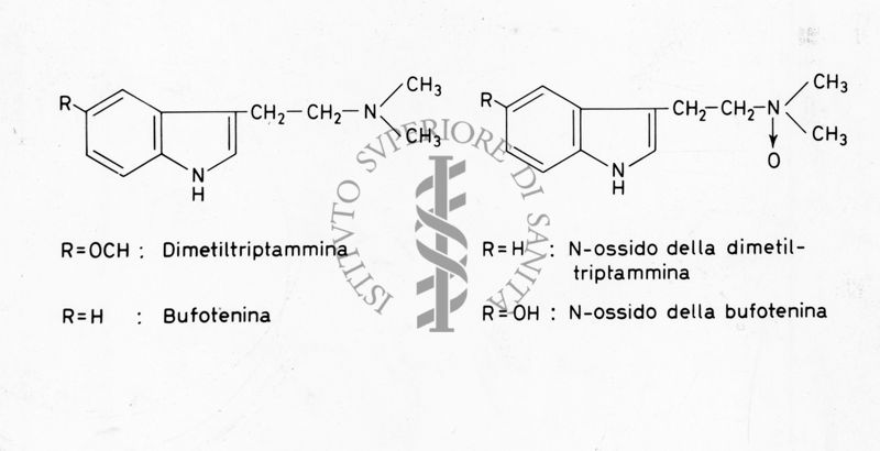 Formule di struttura di Dimetil-Triplammina (R=OCH), Bufotenina (R=H9), N-ossido della Dimetil-Triplammina (R=H) e N-ossido della Bufotenina (R=OH)