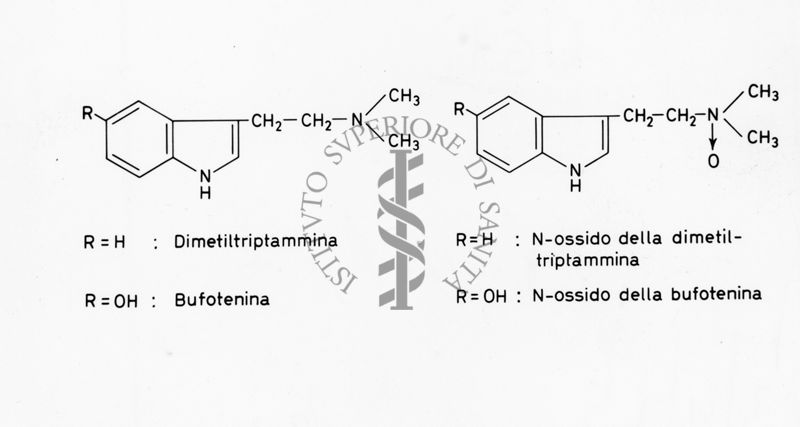 Formule di struttura di Dimetil-Triplammina (R=), Bufotenina (R=OH), N-ossido della Dimetil-Triplammina (R=H) e N-ossido della Bufotenina (R=OH)