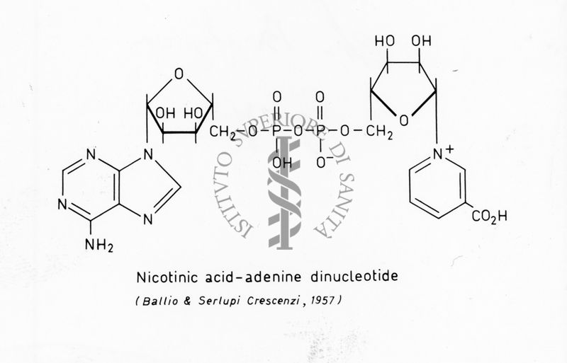 Formula di struttura del Nicotinic Acid-Adenine Dinucleotide