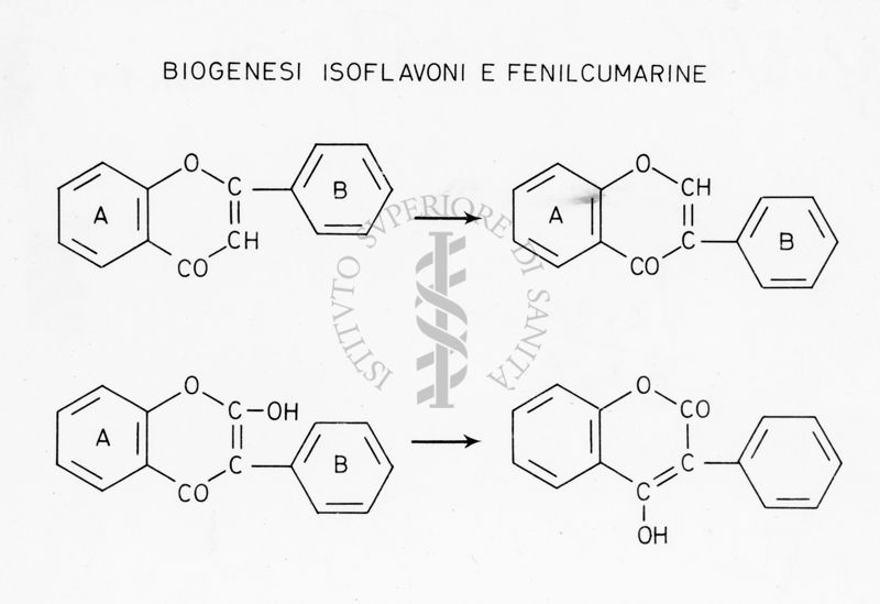 Biogenesi Isoflavoni e Fenilcumarine