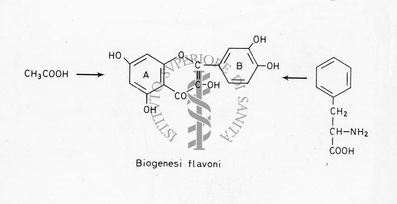 Biogenesi Flavoni