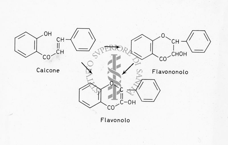 Formule di struttura del Calcone, del Flavononolo e del Flavonolo