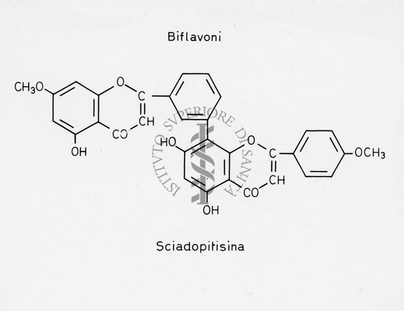 Biflavoni: Formula di struttura della Sciadopitisina