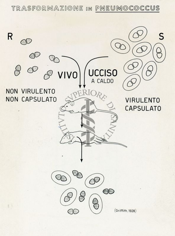 Tav. 105 - Trasformazione in Pneumococcus