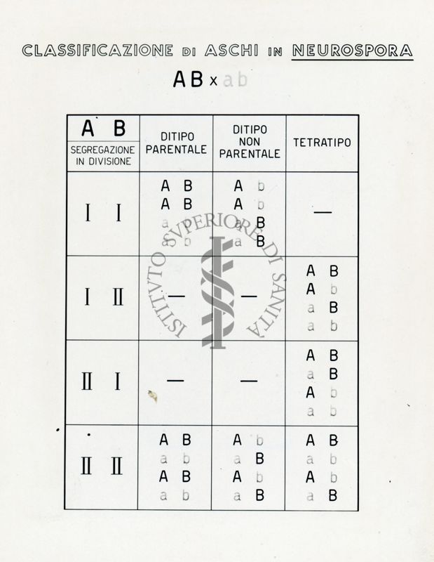 Tav. 114 - Classificazione di Aschi in Neurospora