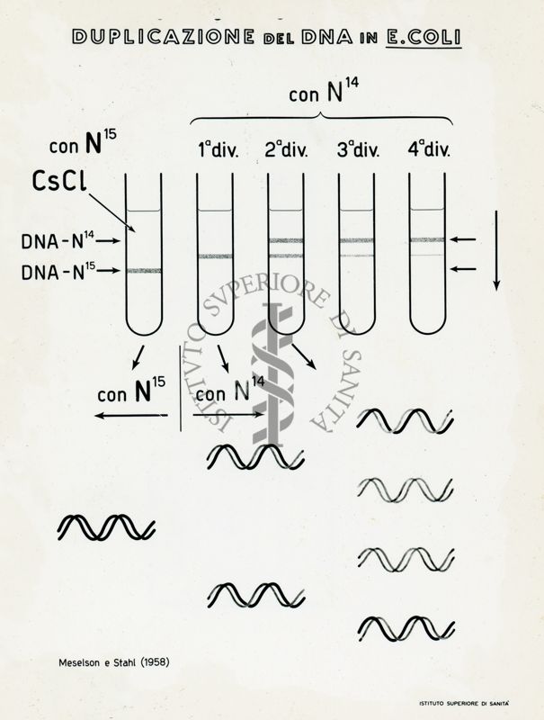 Tav. 121 - Duplicazione del DNA in E. Coli