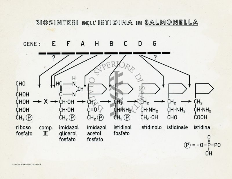 Tav. 119 - Biosintesi dell'Istidina in Salmonella