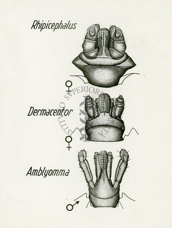 Tav. 17 - Capitulum del Rhipicephalus, del Dermacentor dell'Amblyomma