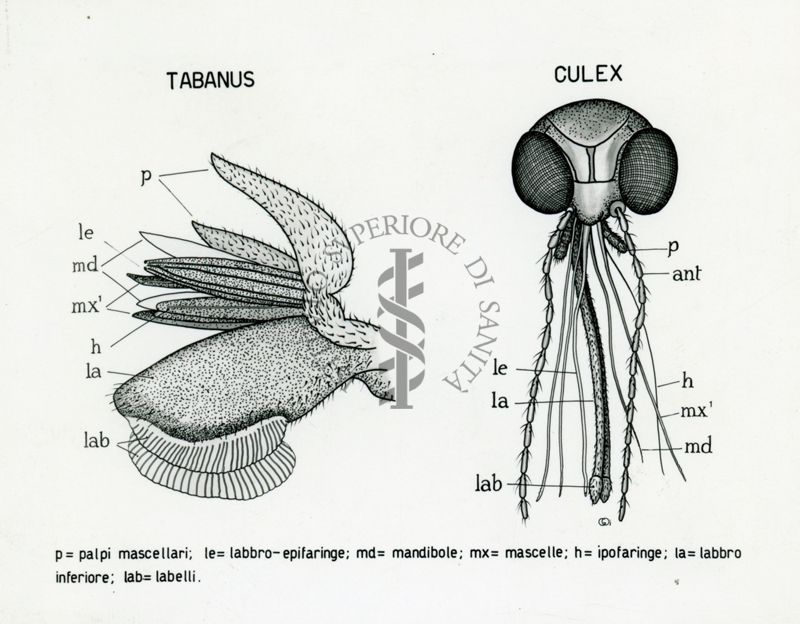 Tav. 70 - Teste di Tabanus e di Culex
