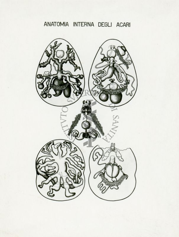 Tav. 76 - Anatomia interna degli Acari
