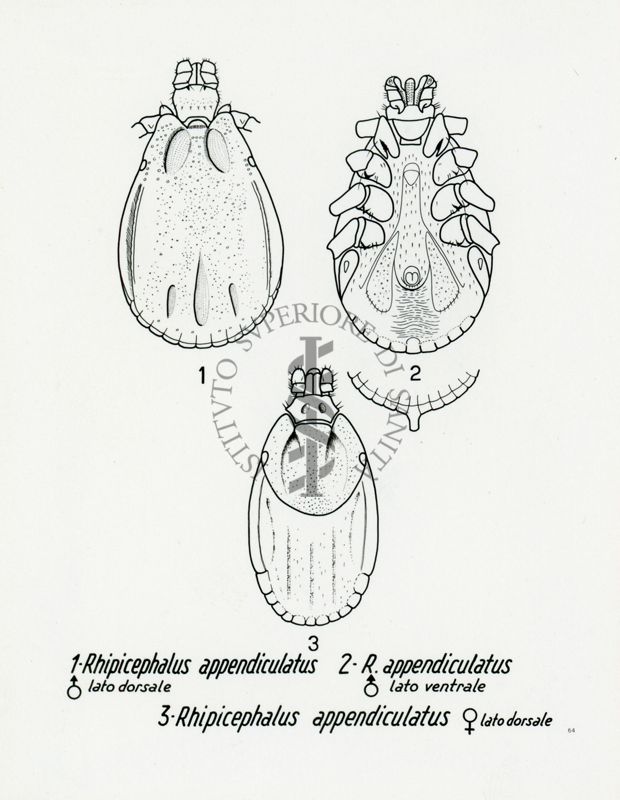 Tav. 64 - Rhipicephalus Appendiculatus
