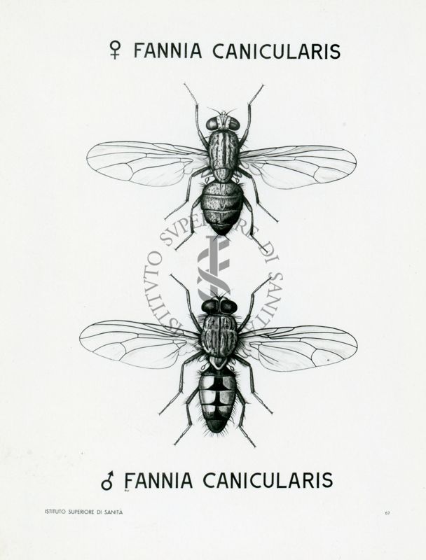 Tav. 67 - Fannia Canicularis adulto
