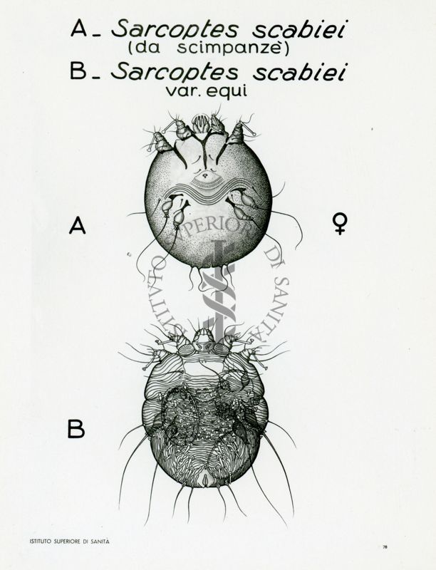 Tav. 78 - Sarcoptes Scabiei adulto