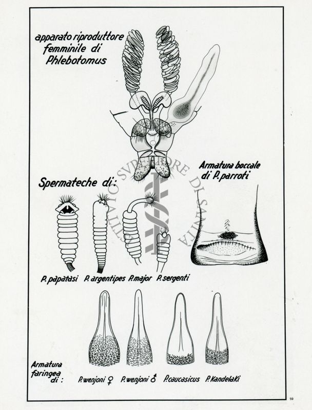 Tav. 59 - Apparato riproduttore femminile di Phlebotomus