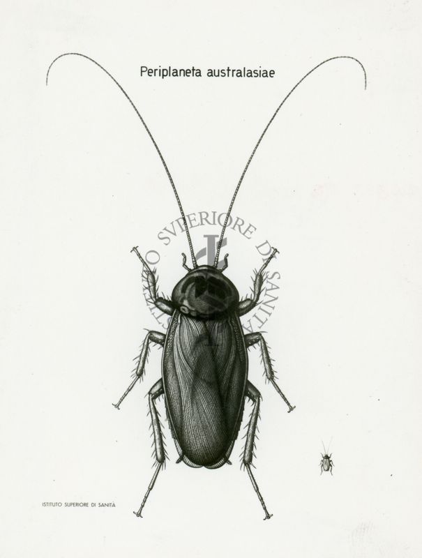 Tav. 36 - Periplaneta Australasiae