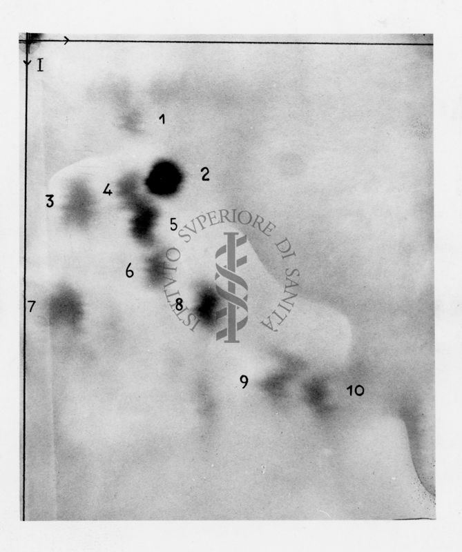 Urine di ratti trattate nel 1984 (ricerca degli amminoacidi)