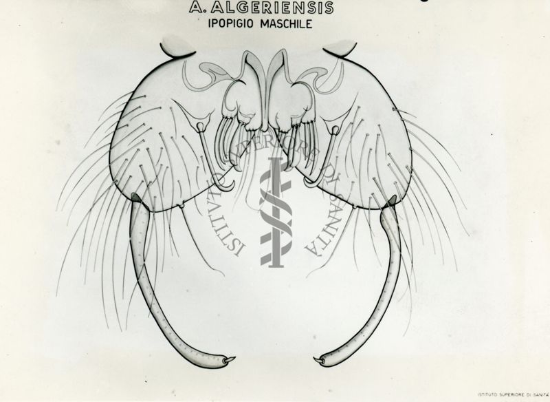 Tav. 137 - Anophele Algariensis: Ipogigio Maschile