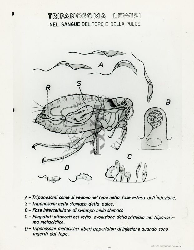 Tav. 140 - Tripanosoma Lewisi nel sangue del topo e della pulce