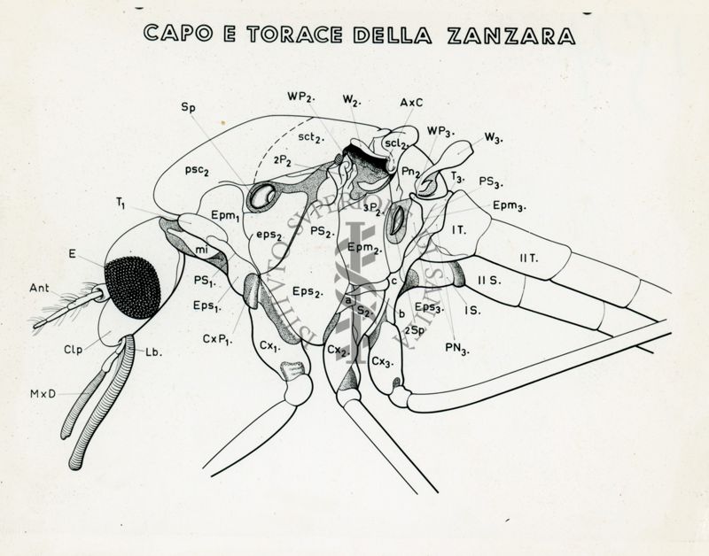 Tav. 154 - Capo e torace della zanzara