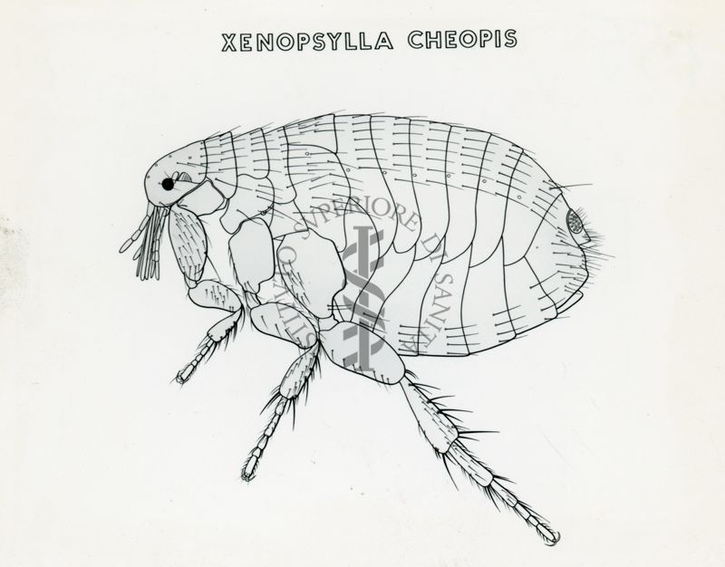 Tav. 155 - Xenospylla cheopis