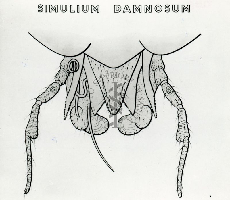 Tav. 139 - Simulium Damnosum