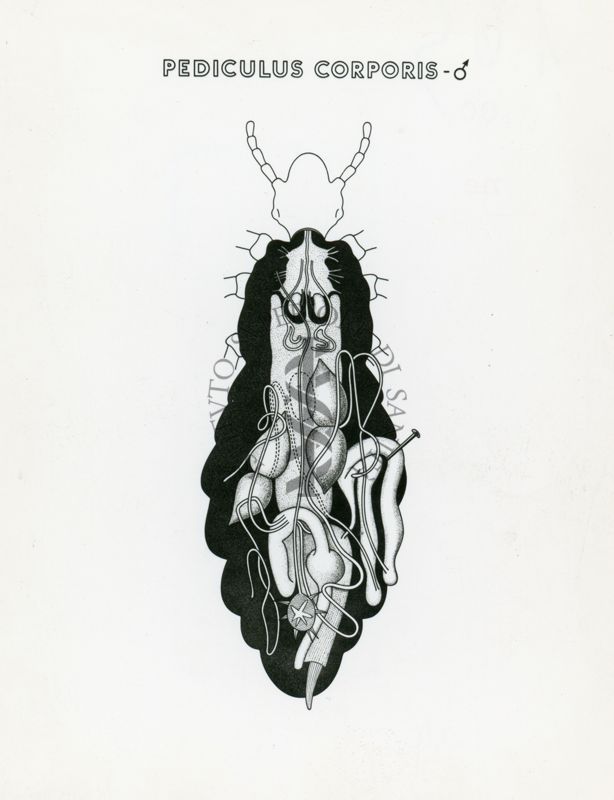 Tav. 165 - Pediculus Corporis - maschio