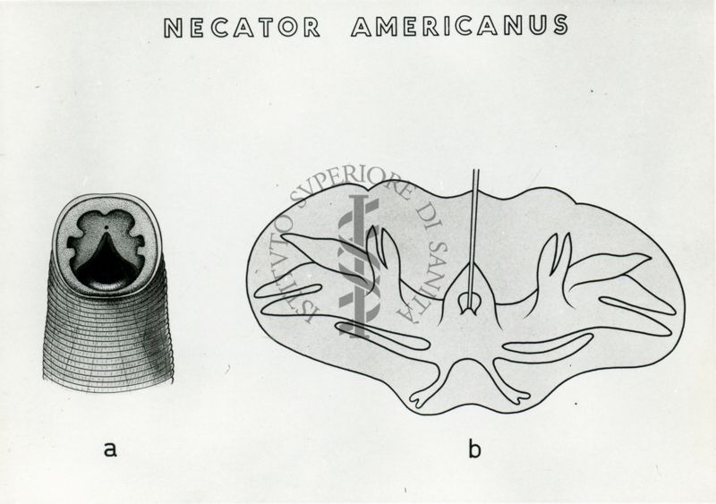 Tav. 167 - Necator americanus