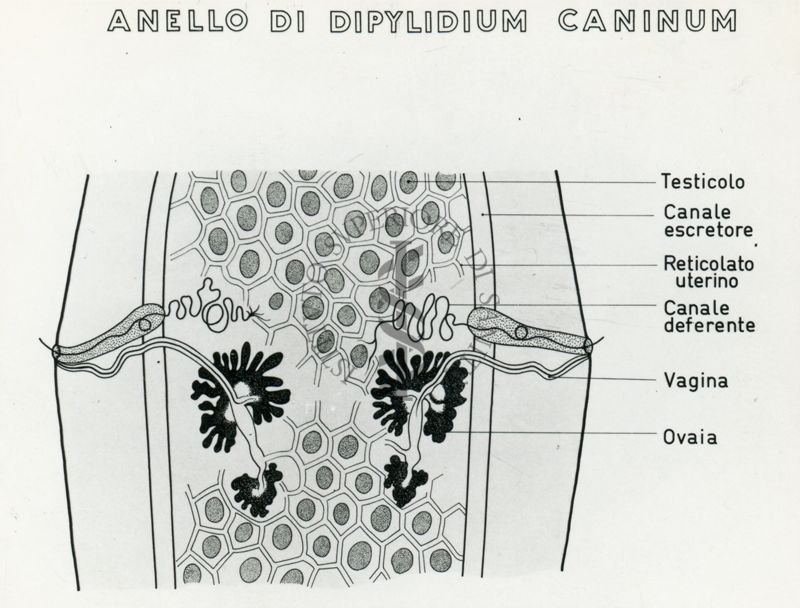 Tav. 173 - Anello di Dipylidium Caninum