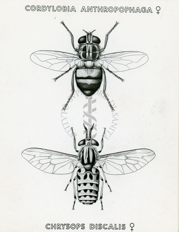 Tav. 180 - Cordylobia Anthropophaga - Chrysops Discalis