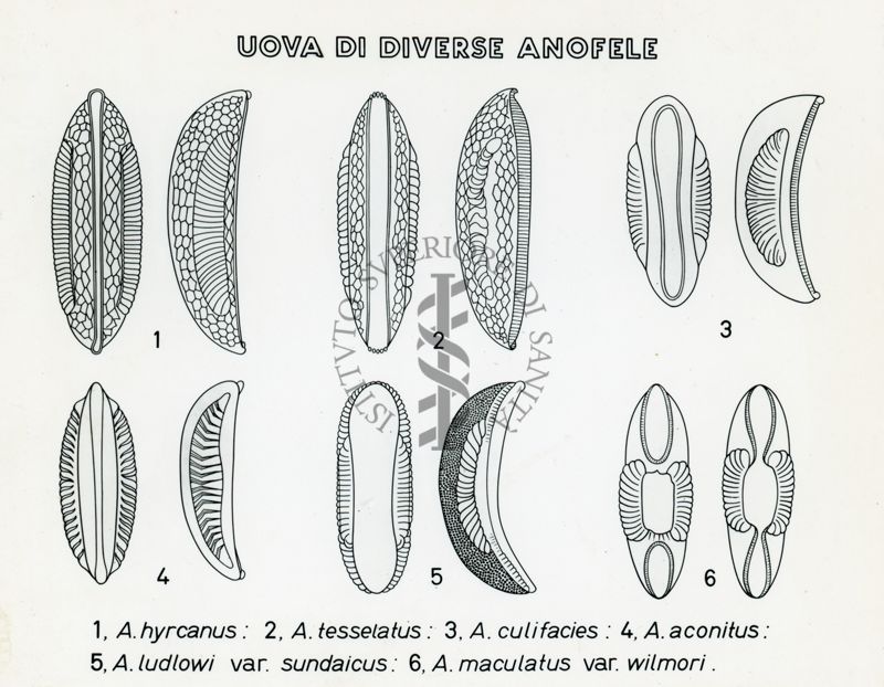 Tav. 188 - Uova di diverse Anofele