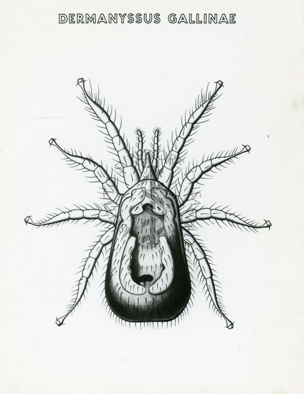 Tav. 178 - Dermanyasus Gallinae