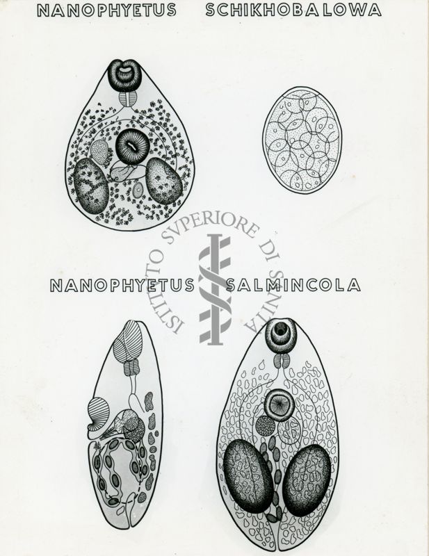 Tav. 184 - Nanophyetus Schikhobalowa - Nanophyetus Salmincola