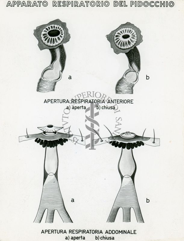 Tav. 185 - Apparato respiratorio del pidocchio