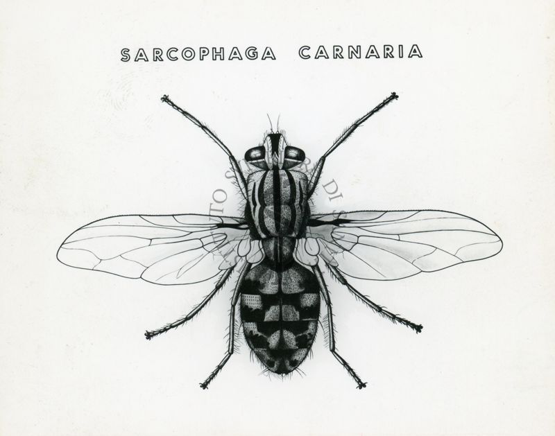 Tav. 182 - Sarcophaga Carnaria