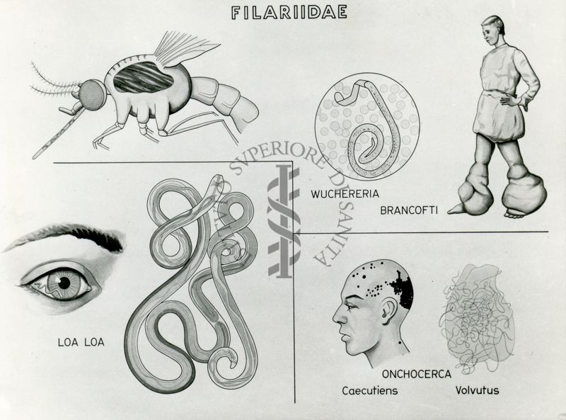 Tav. 176 - Filariidae