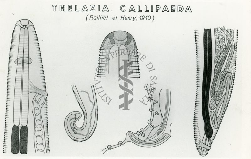 Tav. 177 - Thelazia Callipaeda (Railliet et Henry, 1910)