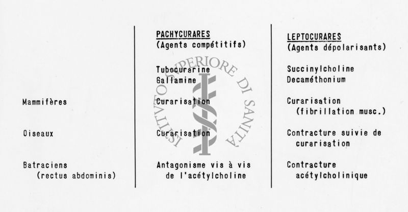 curari sintetici