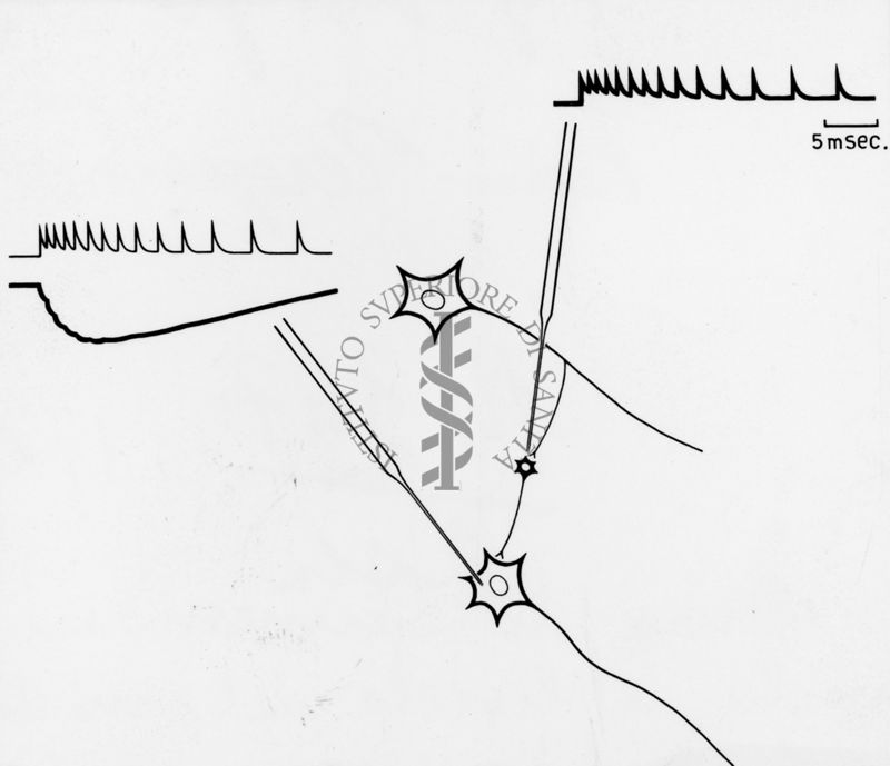 Schema di connessioni mnemoniche a livello del midollo spinale