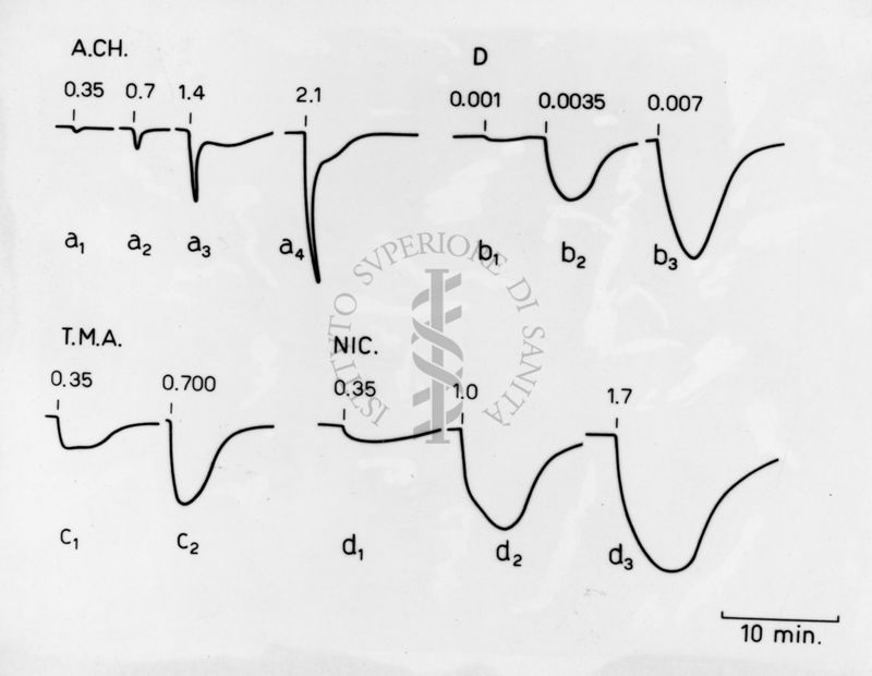 Grafico riguardante una esperienza sul preparato sciatico gastrocnemio di pollo