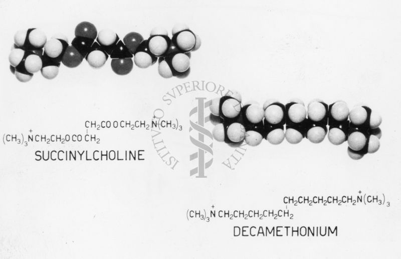 Succinylcholine. Decamethonium